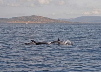 scursioni Asinara - avvistamento delfini - Asinara Sail Experience - - Gite Asinara