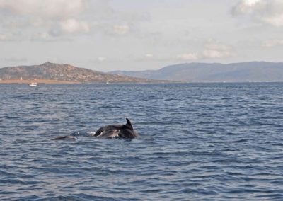 Escursioni Asinara - avvistamento delfini - Asinara Sail Experience - - Gite Asinara