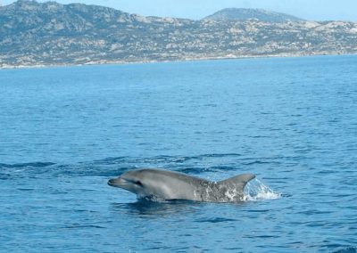 Escursioni Asinara - avvistamento delfini nell'isola. Asinara Sail Experience - - Gite Asinara